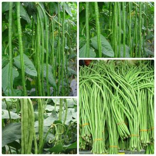 hạt giống đậu đũa- gói 20gr