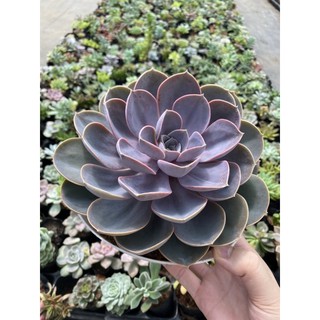 Sen đá hồng dâu 20cm. siêu to khổng lồ
