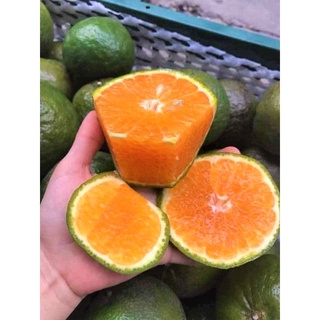 [GIAO HCM]  𝐂𝐚𝐦 𝐒𝐚̀𝐧𝐡 𝐕𝐢̃𝐧𝐡 𝐋𝐨𝐧𝐠, 𝐬𝐢𝐞̂𝐮 𝐧𝐮̛𝐨̛́𝐜, mỏng vỏ, GIÁ RẺ