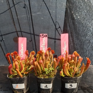 Sarracenia Chelsonii - Cây Hố Bẫy của Hắc Tê Exotic Garden