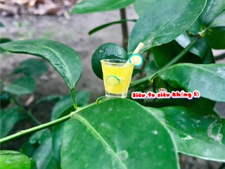 Tắc Chưng Đường Phèn