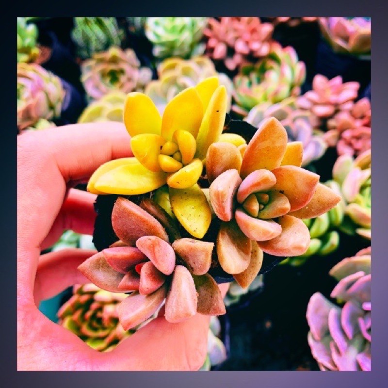Sen đá bầu 3 cây SONDA GARDEN size bé 5-8cm, xuất xứ Đà Lạt, khoẻ đẹp, lỗi 1 đổi 1