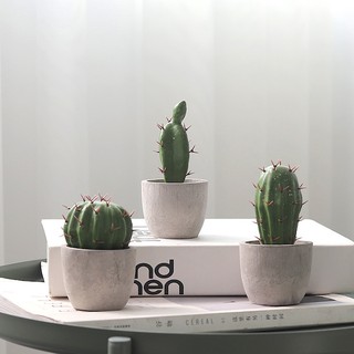 Cây xương rồng mini để bàn