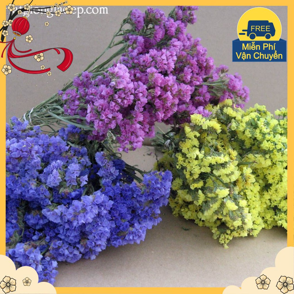 Hạt Giống Hoa Salem Mix
