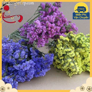 Hạt Giống Hoa Salem Mix