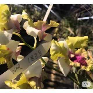[Giống mới] Dendro lai Cattleya màu đẹp - cây trưởng thành sắp cho hoa