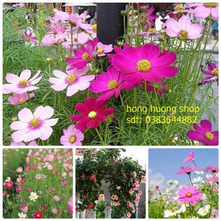 Hạt giống hoa sao nháy nhiều màu