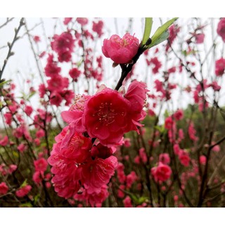 Đào Bích,phai kép giống