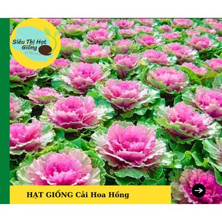 [Seeds] Hạt giống Hoa Cải Hoa Hồng