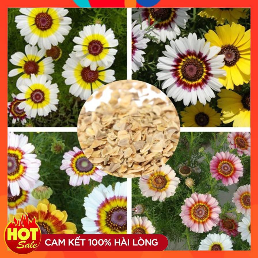 Hạt giống hoa Cúc Chi hỗn hợp, Hoa dễ trồng, hat giống hoa đẹp 100 hạt