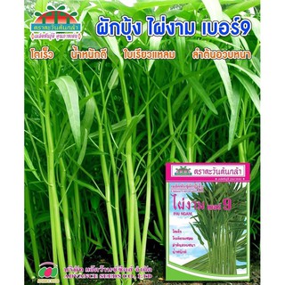 [ HG Mai Nguyên] Hạt giống rau muống giòn Thái Lan_ Rau giòn lá nhỏ