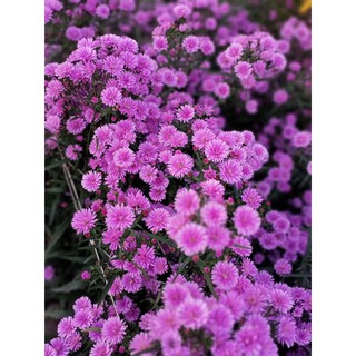 Cây giống hoa nhiều màu