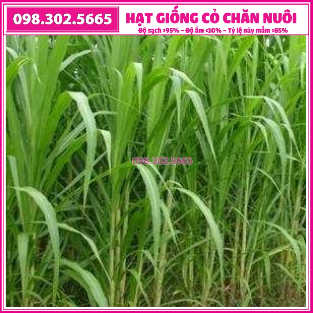 HẠT GIỐNG CỎ VOI LAI - cỏ chăn nuôi gói 100g