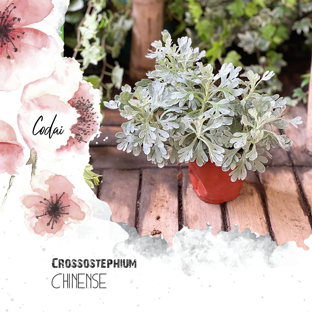 Cây Crossostephium chinense (Phù Dung Cúc) chậu nhựa