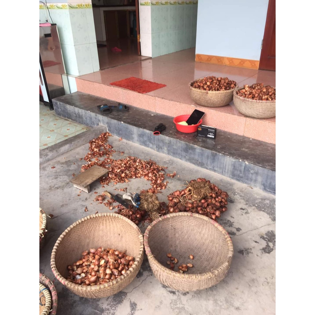 Hành Ta Kinh Môn Giá Sỉ, Hành Loại 1 Củ To, Đặc Sản Hải Dương