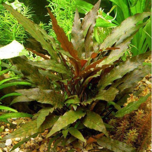 Cây Tiêu Thảo Nâu || Cây Thuỷ Sinh Dễ Trồng - Hút Độc Tố và Chịu Được pH Cao Cho Hồ Tép Sula