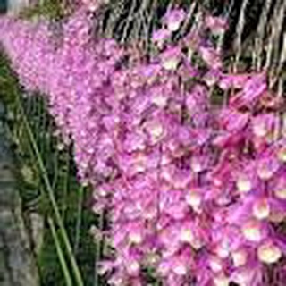 LAN HẠC VĨ THIÊN CUNG LỮ BỐ XƯA. BẢO HÀNG MẶT HOA