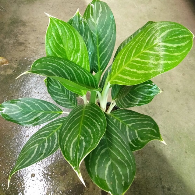 BẠCH MÃ HOÀNG TỬ 2 THÂN