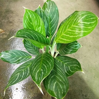 BẠCH MÃ HOÀNG TỬ 2 THÂN