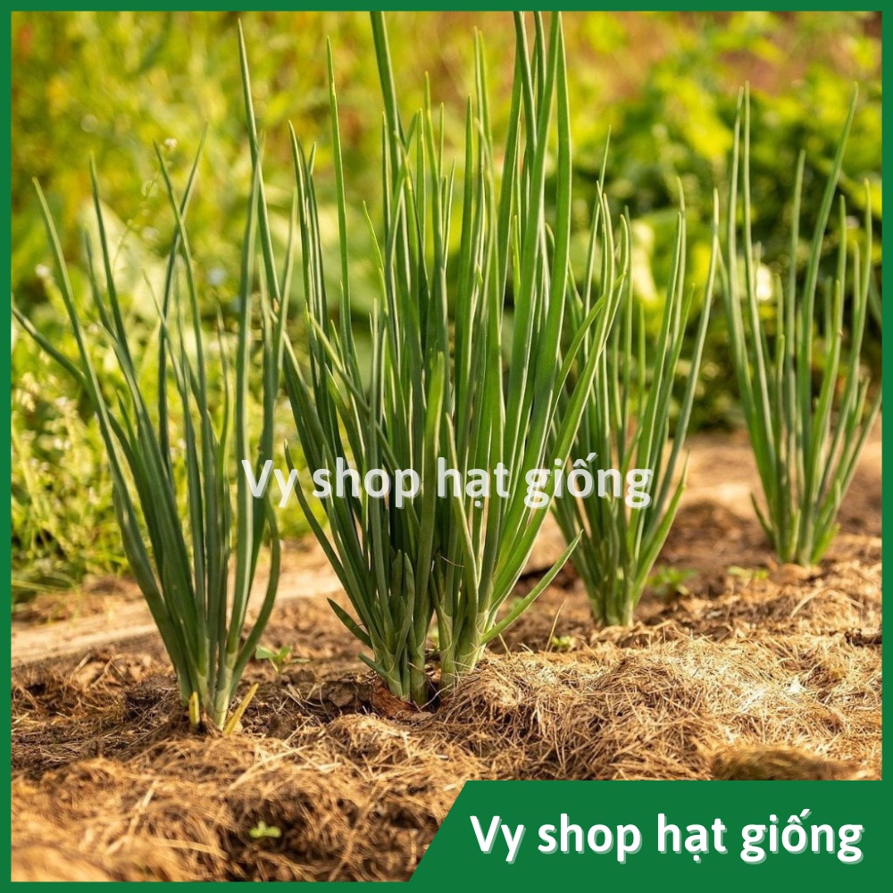 Hạt giống hành lá Bunching cọng to Thái Lan nguyên gói 350 hạt