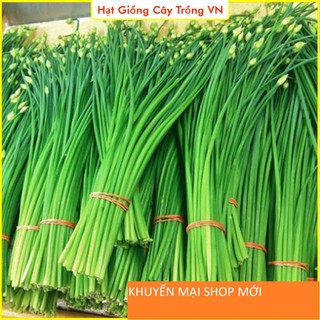 Hạt giống Hẹ Ăn Bông Dễ Trồng, Cây Kháng Bệnh Tốt, Trồng Quanh Năm khuyến mại shop mới