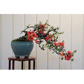 Cây mai đỏ Nhật Bản 2 năm tuổi - THẾ GIỚI HOA CÂY CẢNH - .