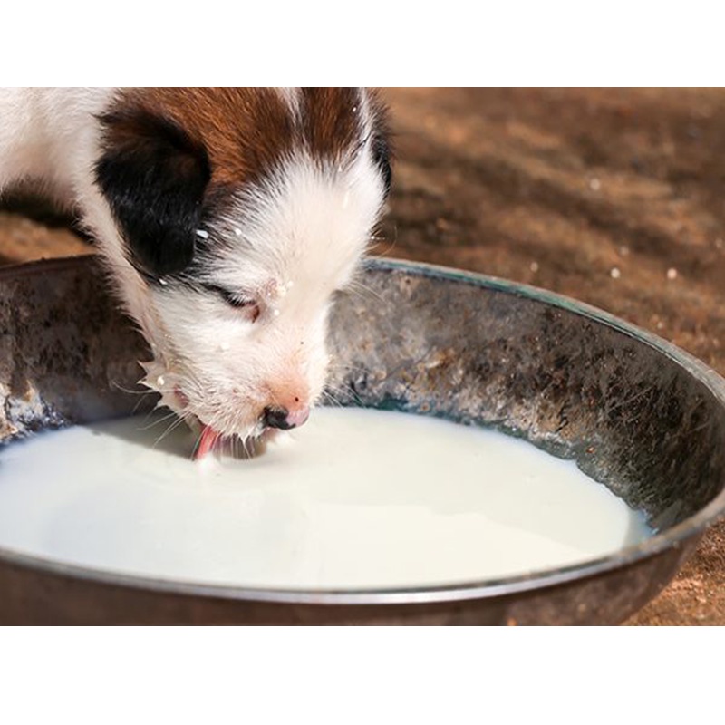 BỊCH SỮA BIO MILK CHO CHÓ MÈO-79400