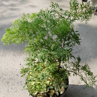 Đinh Lăng Lá Nhỏ (đinh lăng nếp)