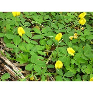 Hạt Cỏ Đậu Phộng ( Cỏ Lạc) -50 hạt - tạo cảnh quan, bổ sung dinh dưỡng cho cây trồng. ( 50 hạt)