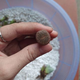 Sen lithops lẻ (sen mông)