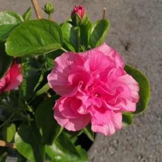 BÔNG BỤP THÁI KÉP (hoa kép, hàng đẹp)