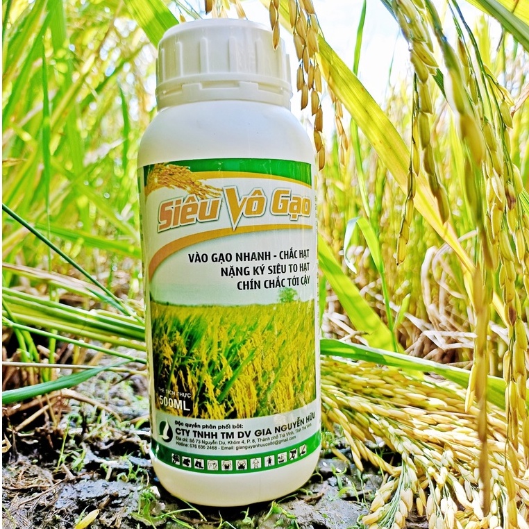 SIÊU VÔ GẠO 500ML, CÂY LÚA, VÀO GẠO NHANH, THUỐC DƯỠNG, TĂNG NĂNG SUẤT LÚA, HẠT LÚA TO, CHÍN CHẮC TỚI CẬY, LÀM ĐỒNG