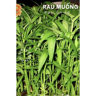 Hạt giống rau muống tàu gói 50gr