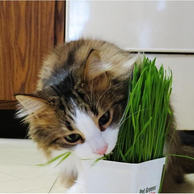Hạt giống cỏ mèo giúp bổ sung chất xơ và đào thải búi lông 100gr
