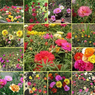 Hạt giống Hoa mười giờ kép 0.6gr (200 hạt)