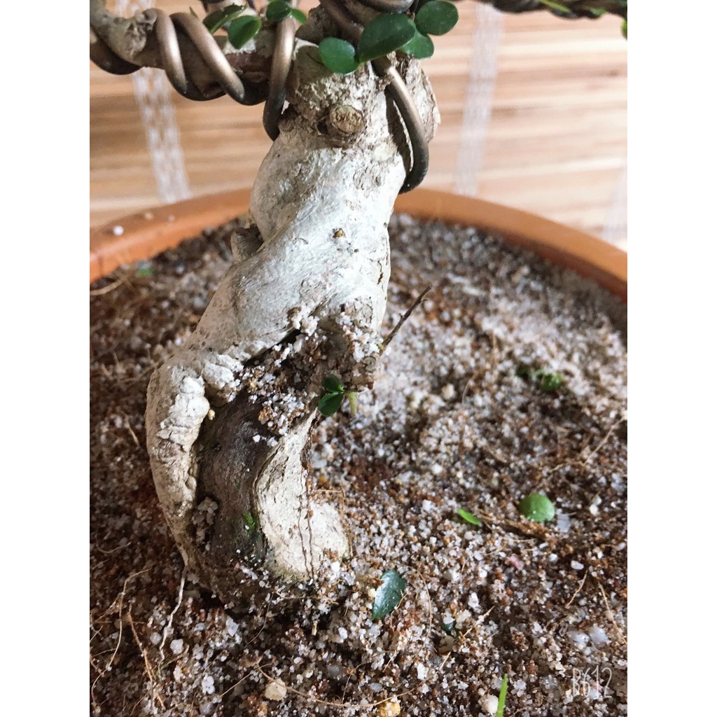 Cây sam núi sam trái bonsai để bàn cây cảnh mini