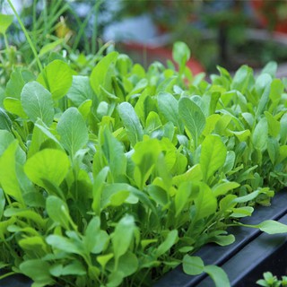 Hạt giống cải ngọt ăn non { gói 10gram }
