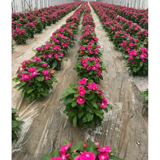 200 Hạt giống hoa dừa cạn màu hồng