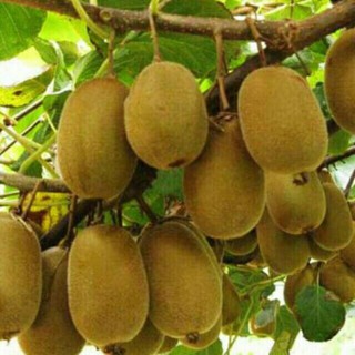 Cây Giống Kiwi, Chống Chiu Tốt