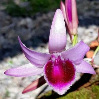 Phi điệp Châu Như gieo hạt