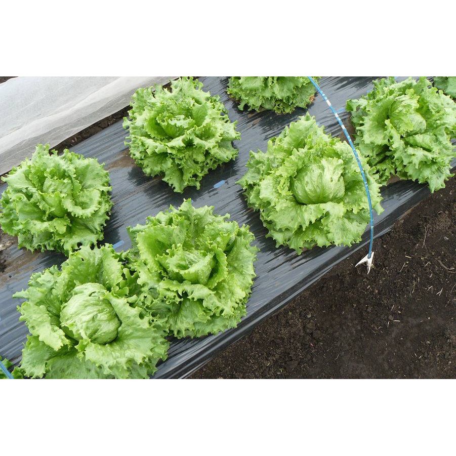 Hạt giống xà lách cuộn Iceberg xanh - Tỷ lệ nảy mầm 90%