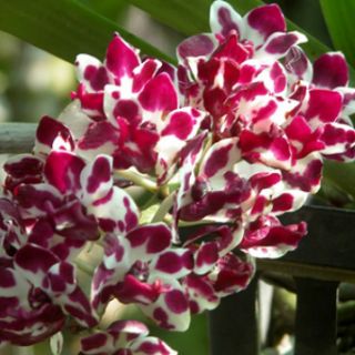 Hoa lan ngọc điểm lá mít đủ màu