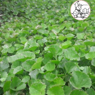 HẠT RAU MÁ - GÓI 1 GRAM