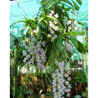 Quế tháng 4 (tam bảo sắc)