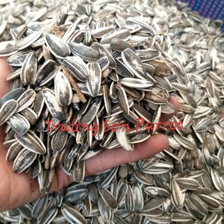 Hạt hướng dương tươi sống size TRUNG cho vẹt trung, sóc, chuột, hamster...