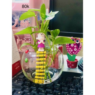 Tiểu cảnh trầu bà thuỷ sinh