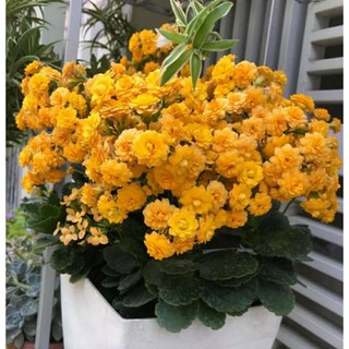 5 cây giống sống đời kép màu vàng( nuôi lớn đủ chậu như hình )