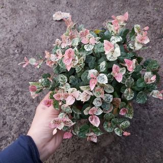 Cây vẩy ốc hồng trồng chậu rủ thì vô đối