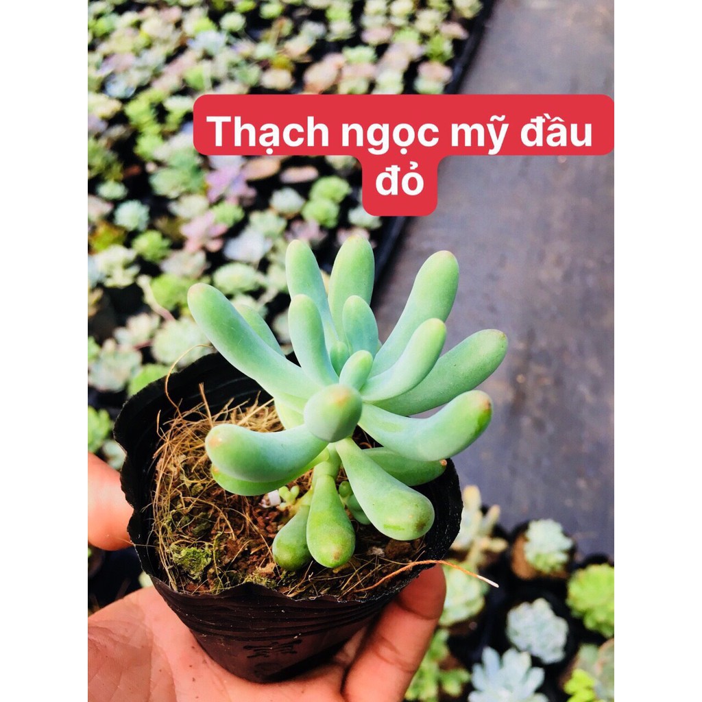 Sen đá THẠCH NGỌC MĨ ĐẦU ĐỎ( SIZE BẦU)