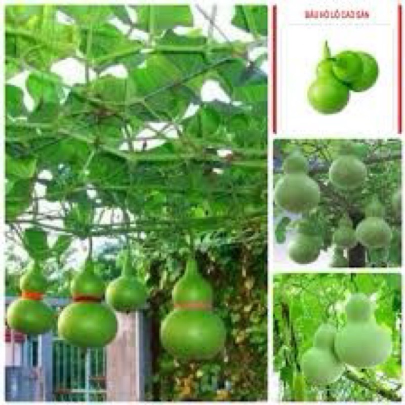 Hạt giống bầu hồ lô mini, tỷ lệ này mầm cao